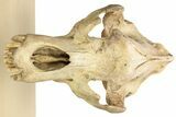 Fossil Upper Cave Bear (Ursus Spelaeus) Skull With Stand #227516-12